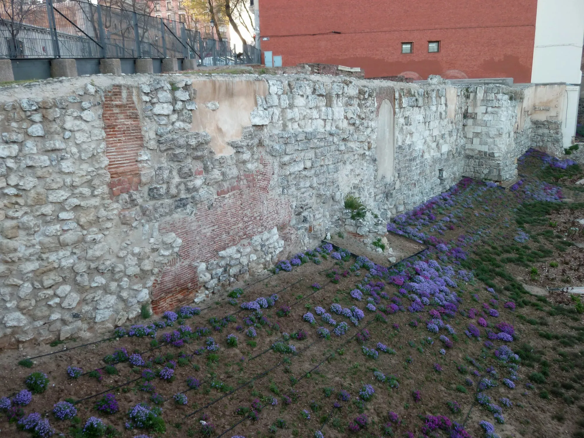 Les vestiges de la muraille arabe de Madrid : un mur de moellons de silex clair renforcé de rangs de briques rouges, bordé d'un parterre de fleurs violettes